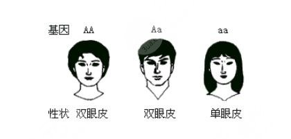 雙眼皮是顯性還是隱性