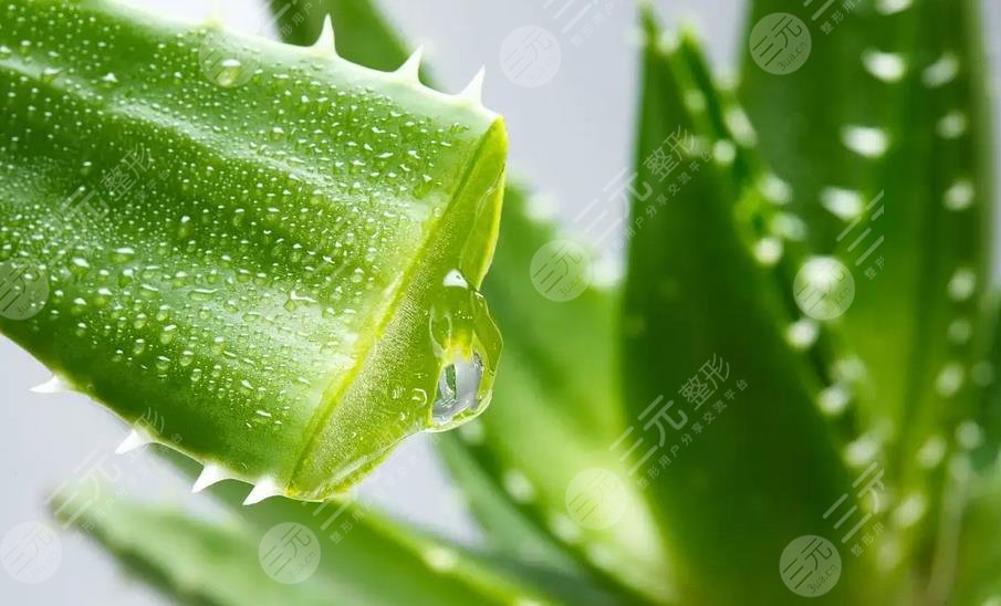 蘆薈的功與作用對(duì)皮膚的作用有哪些?