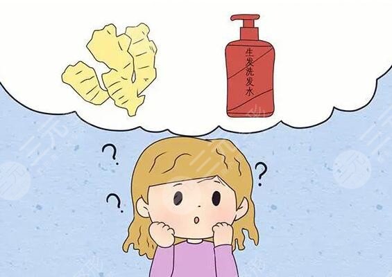 生姜擦頭皮真的能生發(fā)嗎？需要多久能生出來(lái)？注意！操作不當(dāng)會(huì)有反果！