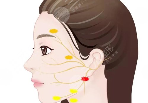 熱瑪吉和超聲炮哪個提升效果好?