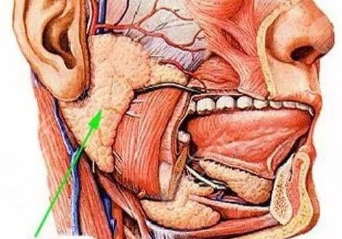 咬肌太大怎么辦如何讓咬肌變小？
