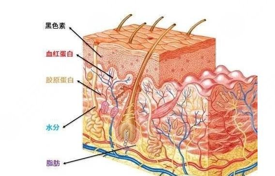 龍崗中心醫(yī)院整形外科擅長科普知識(shí)