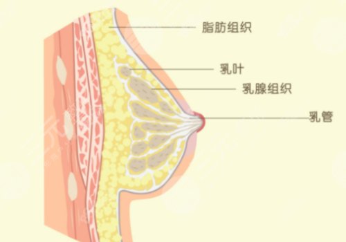 中國醫(yī)學科學院整形外科醫(yī)院縮胸